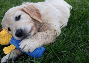 Szczenięta golden retriver FCI ZKwP