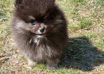 Szpic miniaturowy pomeranian