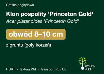 Klon pospolity 'Princeton Gold' obwód 8-10 cm, z gruntu – HURT