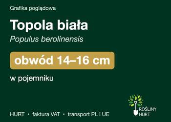 Topola biała (Populus berolinensis) obwód 14-16 cm, w pojemniku – HURT
