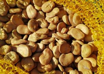 Sprzedam nasiona, ziarno bobu. Bizon