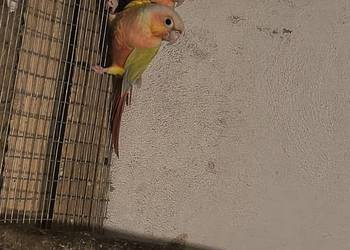 Rudosterki Para gotowa do lęgów