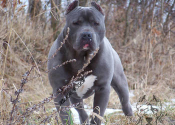 American Staffordshire Terrier Blue Amstaff Suczka