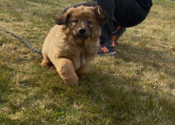 owczarek mongolski (bankhar)