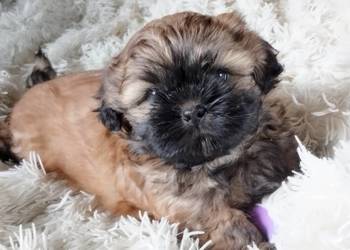 Złoty Shih tzu z rodowodem