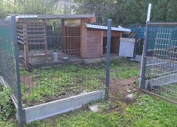 Buda dla psa wraz z kojcem.900 zł za całosc.REZERWACJA do soboty 12/09/2026