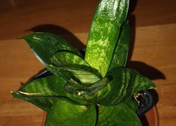 Sansewieria, wysokość 15cm, sansa, sukulent