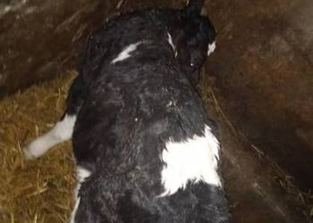 Jałóweczka na chów