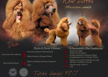 Pudel miniaturowy FCI