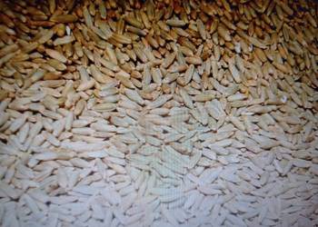 Sprzedam żyto hybrydowe