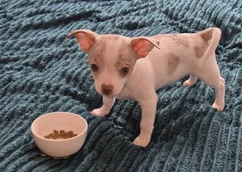 Chihuahua piesek merle z biały