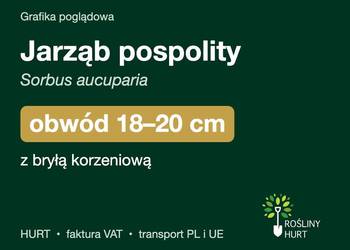 Jarząb pospolity (Sorbus aucuparia) obwód 18-20 cm, z bryłą – HURT