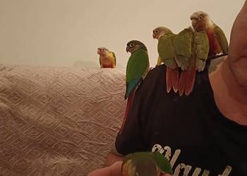 Rudosterki,oswojone,z hodowli domowej