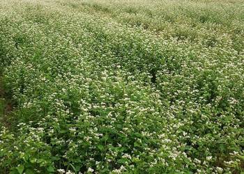 Sprzedam grykę Integrowana produkcja