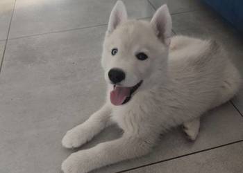 Suczka Siberian Husky różnooka