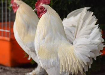 Koguty karzełek lapciaty