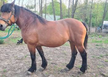 Sprzedam Źrebną Klacz Zimnokrwistą 80 pkt tel 604-793-649
