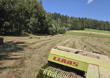 Siano w Kostkach 2026 ok.400sztuk