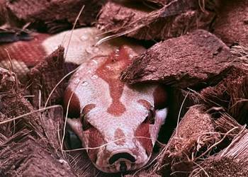 Boa Imperator Jungle