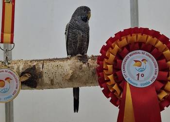 papużka falista blackface łatwo się oswaja oraz może mówić