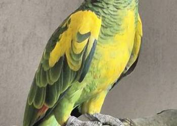 Papuga Amazonka Xanthopteryx