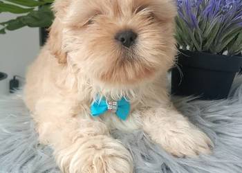 Unikatowy piesek rasy Shih-Tzu