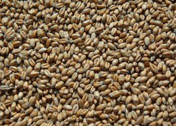 Pszenica Ozima 2025 Pszenica Ozima 2025