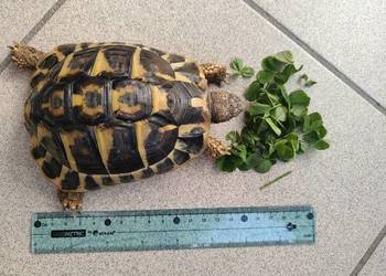 Żółw grecki (Testudo hermanni) 3 lata