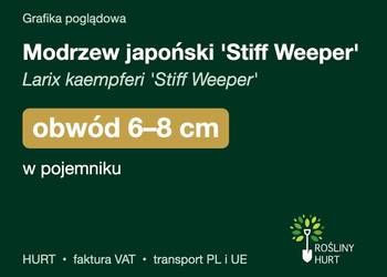 Modrzew japoński 'Stiff Weeper' obwód 6-8 cm, w pojemniku – HURT