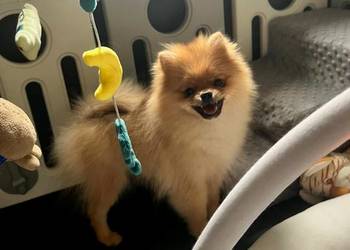 Szpic miniaturowy, Pomeranian - ORANGE