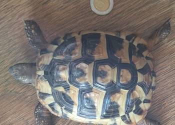 Sprzedam żołwia greckiego 4 letni, paszport