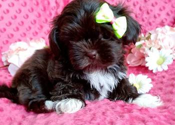 Gotowa do odbioru suczka rasy Shih-Tzu