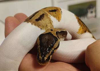 Sprzedam węża samiec pied piebald pyton regius