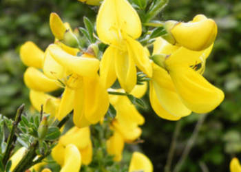 ŻARNOWIEC MIOTLASTY Cytisus scoparius NASIONA 100g
