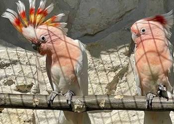 kakakdu inka 0.2 samiczki Kraków