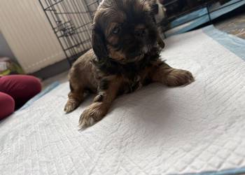 Suczka shih tzu do rezerwacji