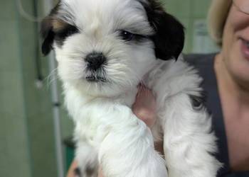 Szczenięta shih tzu z genem blue