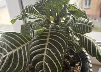 Roślina zebra afelandra kwiat doniczkowy