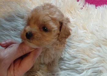 Pudel toy - suczka morelowa Pudel toy - suczka morelowa