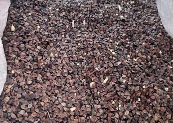 Gryka SMUGA  2025 r. Czyszczona bez Glifosatu Kwalifikat WYSYŁKA Gryka SMUGA  2025 r. Czyszczona bez Glifosatu Kwalifikat WYSYŁKA