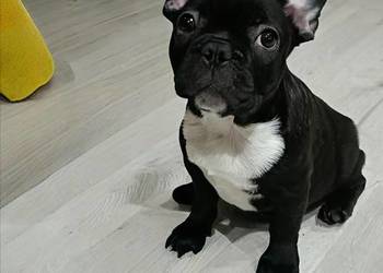 Buldog Francuski Szczenięta