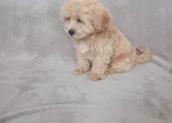 Maltipoo