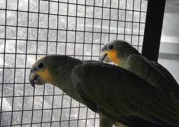 Amazonki modrobrewe kurika para