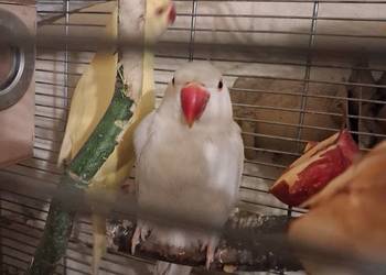 Aleksandreta obrozna para