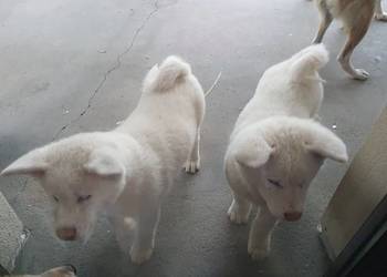 Szczenięta rasy Akita Inu