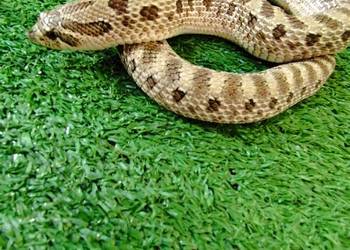 Samica dorosła Heterodon zachodni