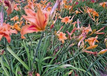 Liliowiec wiele Kolorów