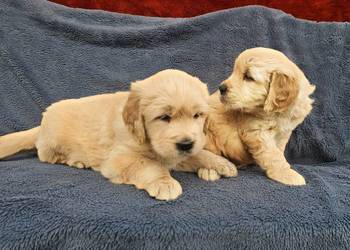 Golden Retriever - złoty szczeniak