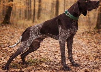 Reproduktor Wyżeł Niemiecki Piękny