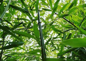 Bambus Phyllostachys Bissetii, Filostachys Bisseta 10l